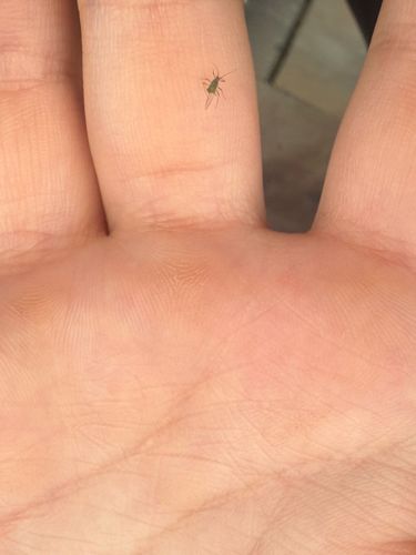 Aphid (or Plant Louse)