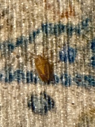 Brown Marmorated Stink Bug