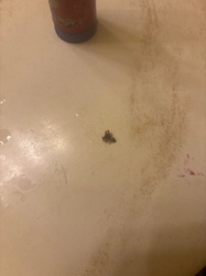 Drain Fly, Moth Fly, Filter Fly