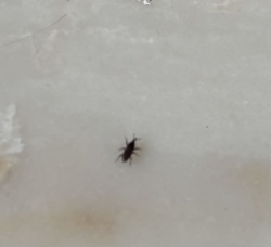 Broad-nosed weevil or Snout beetle