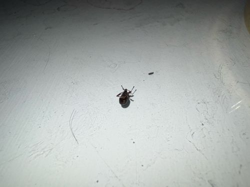 Spider Beetle