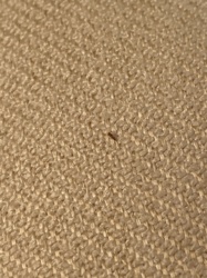 Carpet beetle (larva)