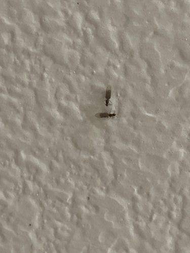 Flying Ant (or Swarming Ant)