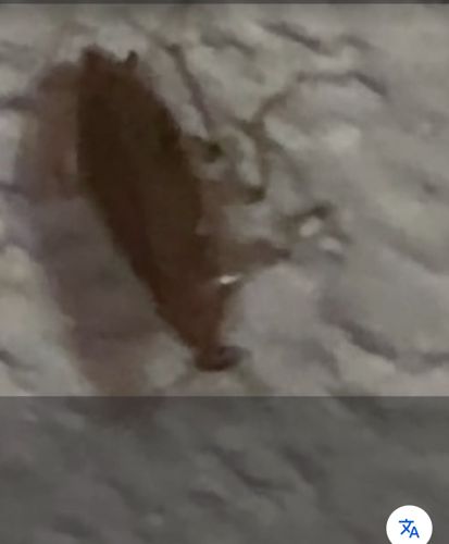 Unidentifiable Animal (Possible Small Mammal)