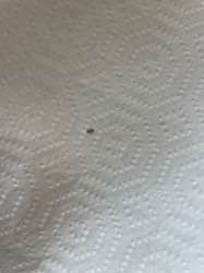 Carpet Beetle (likely Varied Carpet Beetle or Black Carpet Beetle)