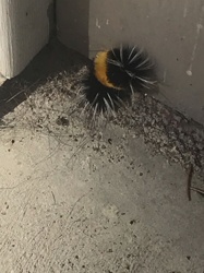 Banded Woolly Bear Caterpillar