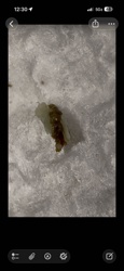 Fly Larva (Maggot)