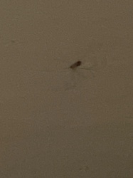 Case-making Clothes Moth