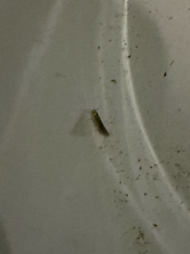 Indian meal moth