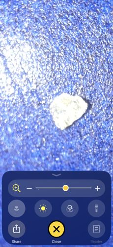 Junk bug (Green lacewing larva)