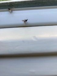 Fungus Gnat