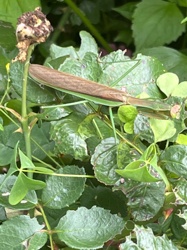 Praying Mantis (likely European Mantis)