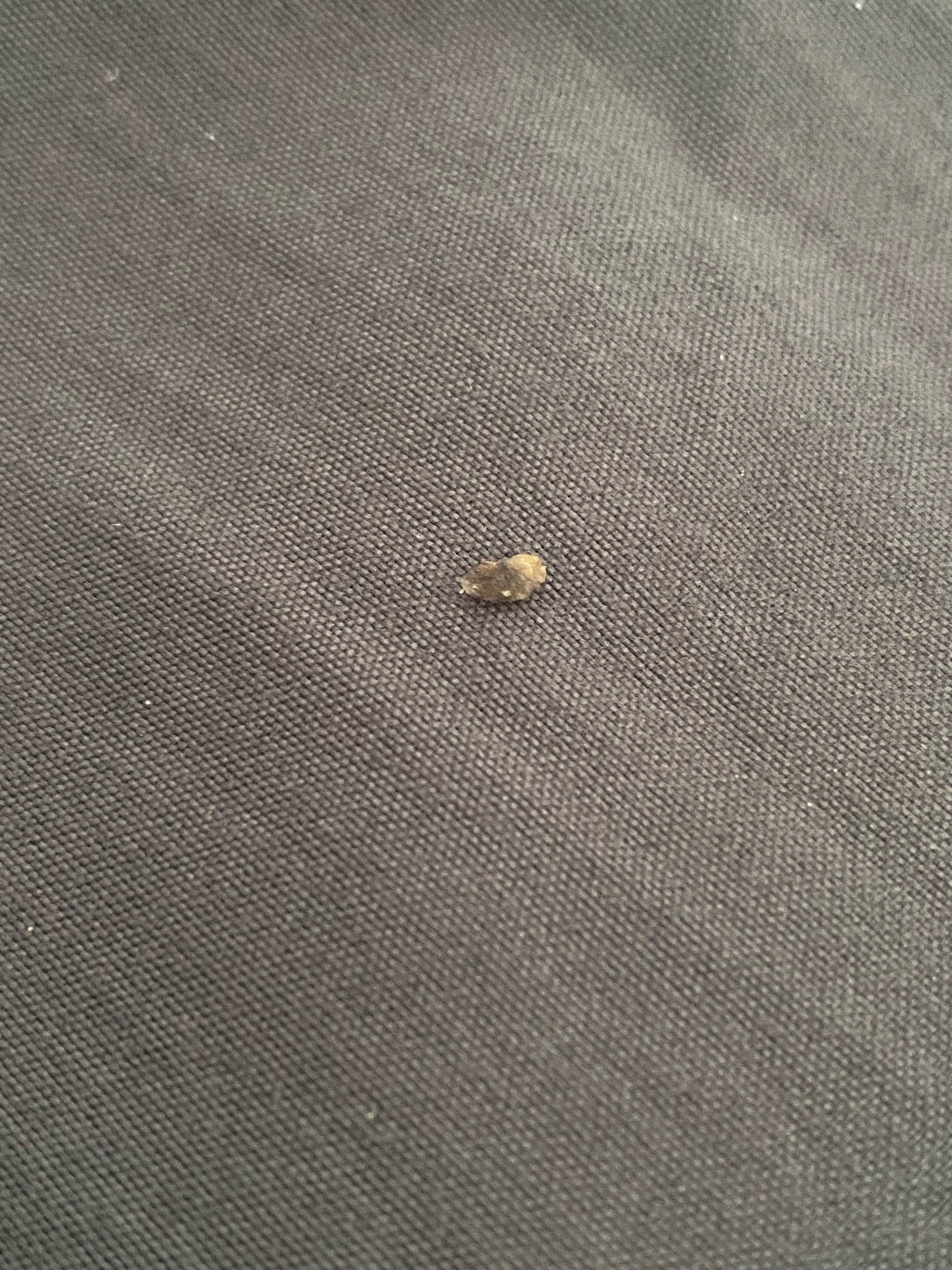 Pharaoh Moth (Case-making Clothes Moth)