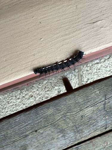 Peacock Butterfly Caterpillar