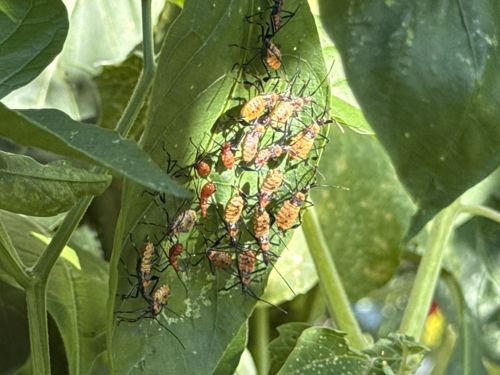Large Milkweed Bug (nymphs)