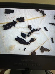 Unable to identify a bug or insect