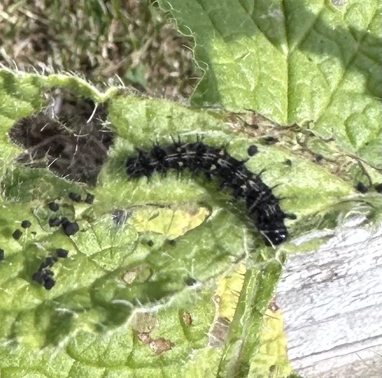 Small Tortoiseshell Caterpillar