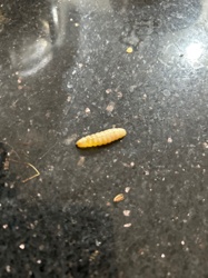 Indian Meal Moth Larva