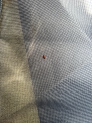 Bed Bug