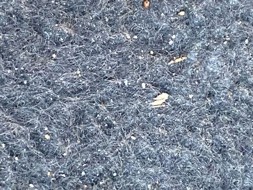 Webbing clothes moth