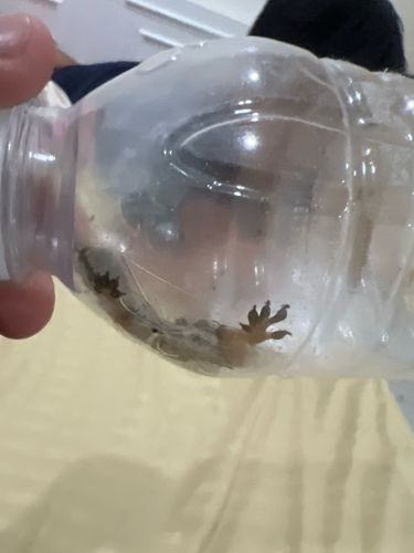 Common House Gecko, Pacific House Gecko, Asian House Gecko