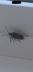 Boxelder Bug