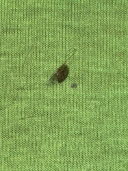 Carpet beetle (likely varied carpet beetle)