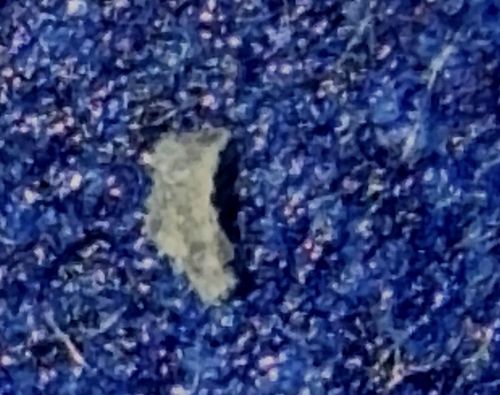 Case-bearing Clothes Moth (Larva)