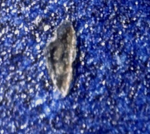 Household Casebearer (or Plaster Bagworm)