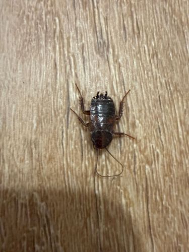 Oriental Cockroach nymph