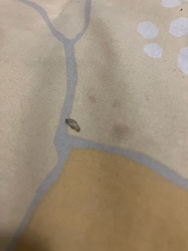 Case-bearing Clothes Moth larva