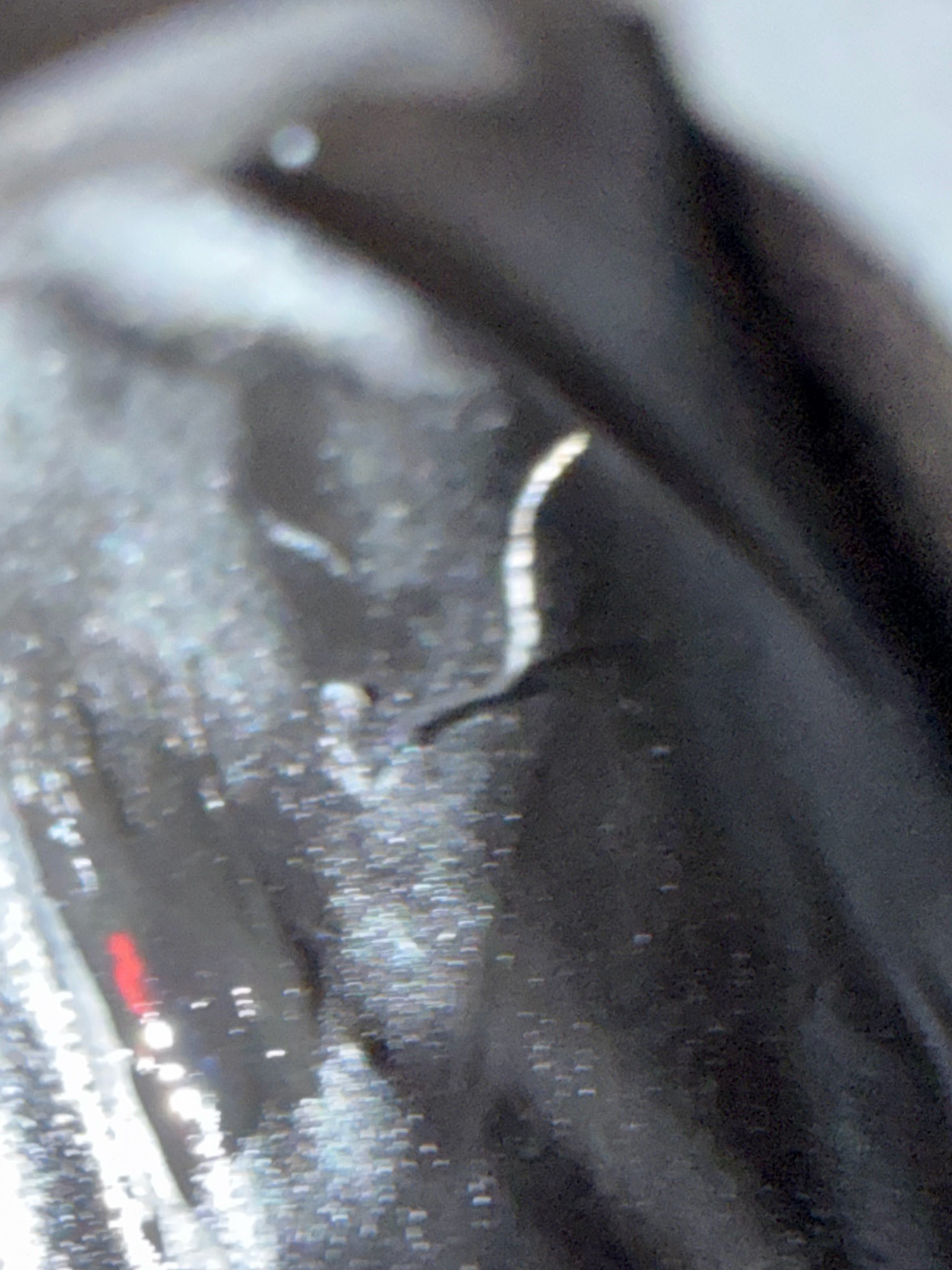Potential Drain Fly Larva