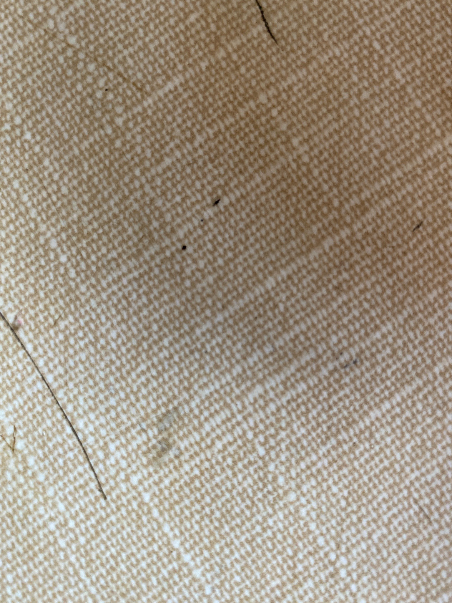 Booklouse (or Psocid)