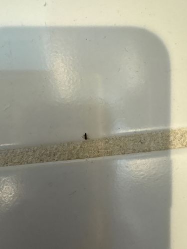 Ghost ant