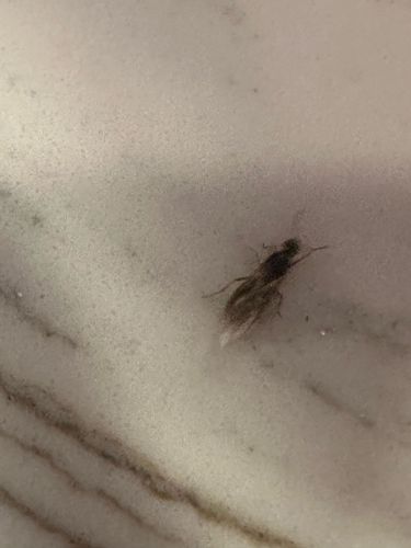 Ant (winged reproductive)