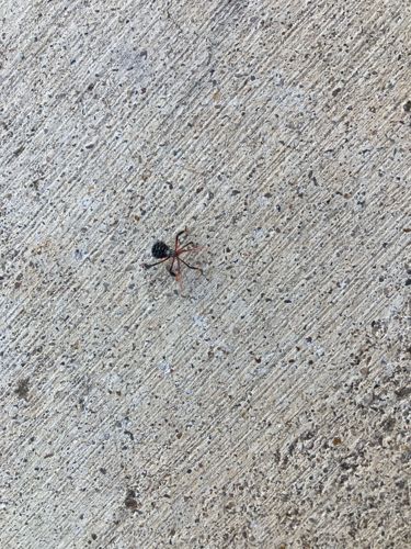 Velvet Ant (often referred to as 'Cow Killer')