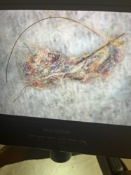 Household Casebearer Moth Larva