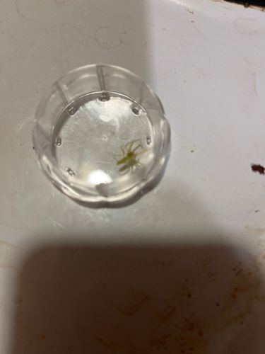 Crab Spider (likely a Green Crab Spider or a species from the Thomisidae family)