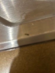 Ant (likely Odorous House Ant or similar small ant species)