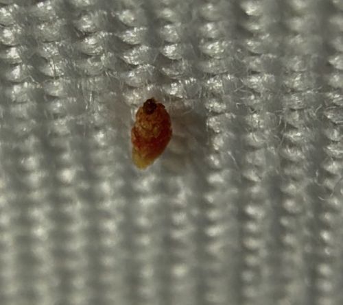 Carpet Beetle Larva