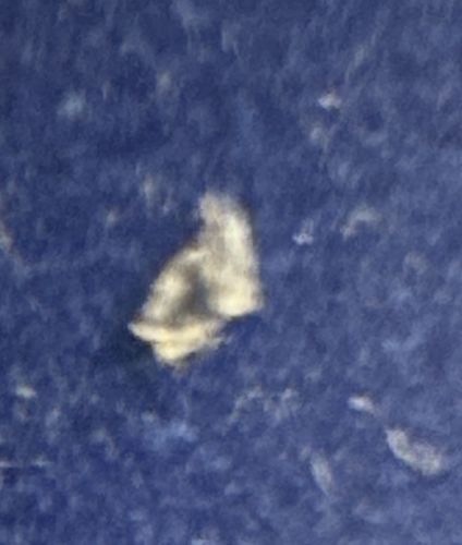 Casemaking Clothes Moth (Larva/Case)