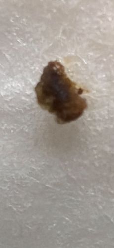 Varied Carpet Beetle (Larva)