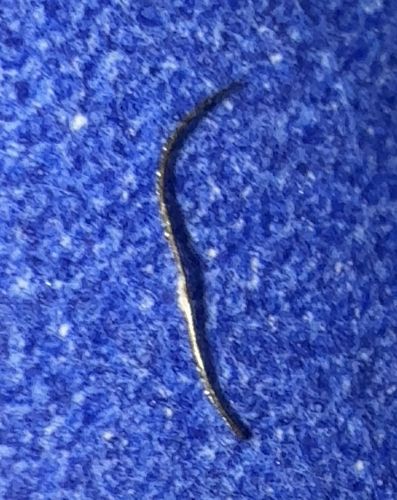 Horsehair Worm