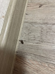 Fly (likely a Common House Fly or similar species)