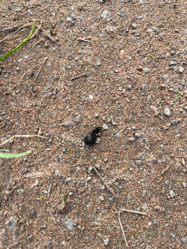 Woolly Bear Caterpillar (likely Isabella Tiger Moth caterpillar)