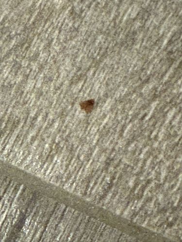 Carpet Beetle