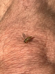 Hoverfly (also known as Flower Fly or Syrphid Fly)