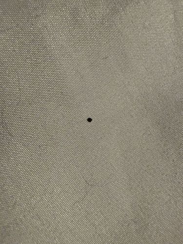 Carpet Beetle