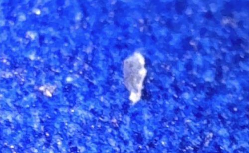 Plaster Bagworm (or Household Casebearer)