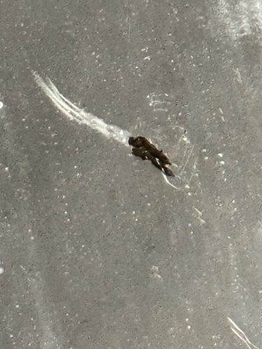 Indian Meal Moth Larva